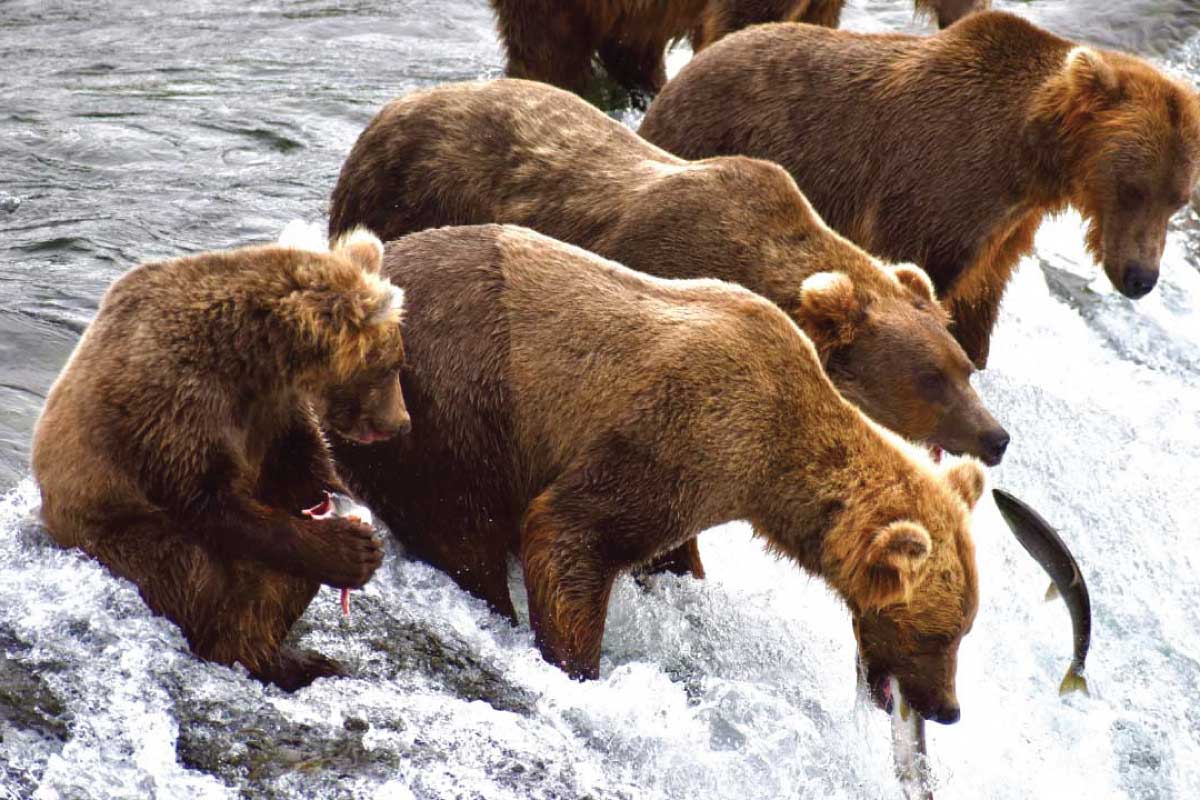 Alaska salmon run and bears.