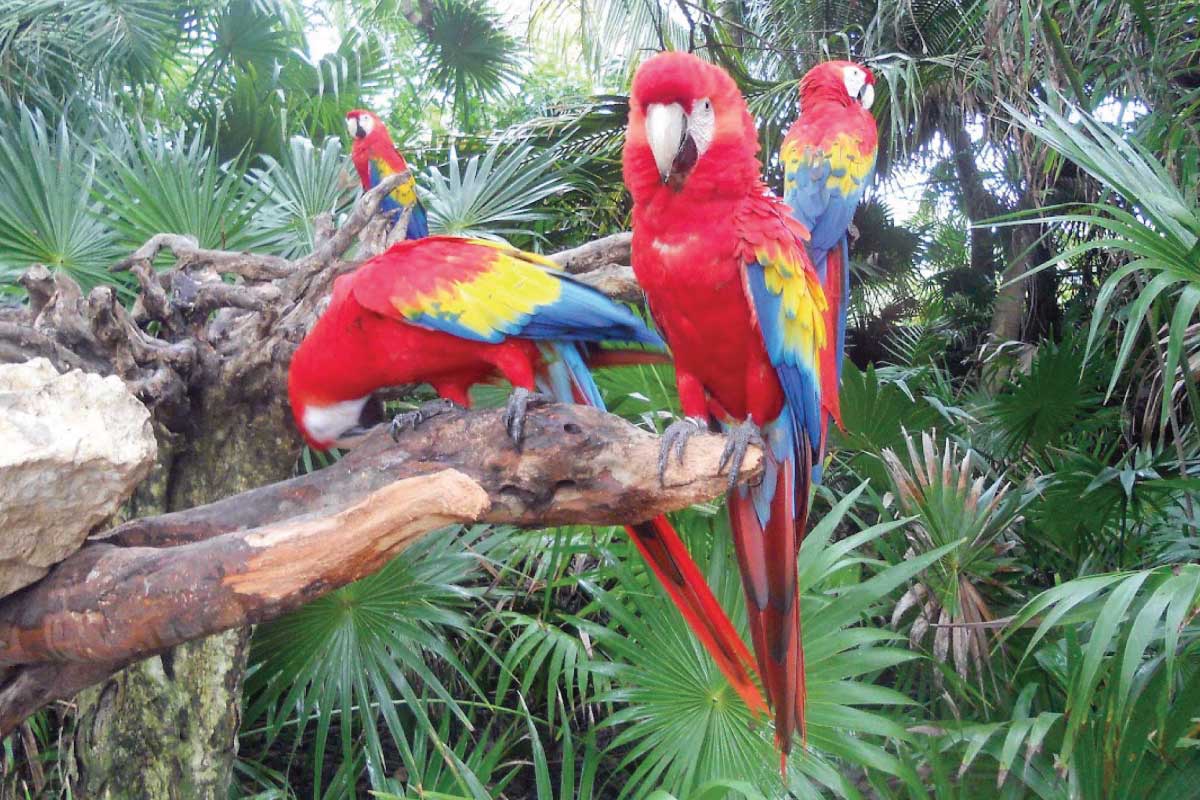 Macaws at Xcaret Park, Mexico.